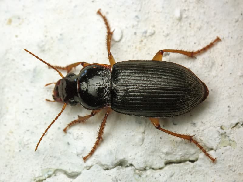 Pseudoophonus griseus (Panzer, 1797)